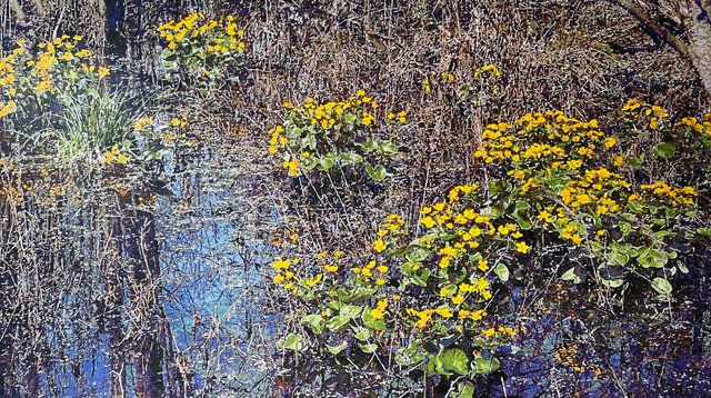 Terry Brynaert - Marsh marigolds for all
