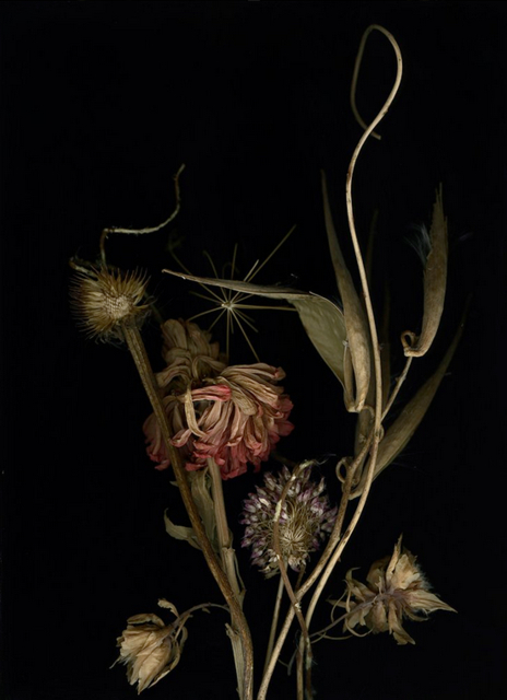 Shaelynn Tredenick - Metanoia, ed. 5 of 15