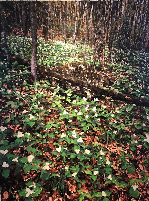 Trillium grandiflorum