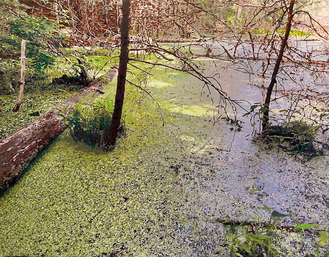 Terry Brynaert - Duckweed
