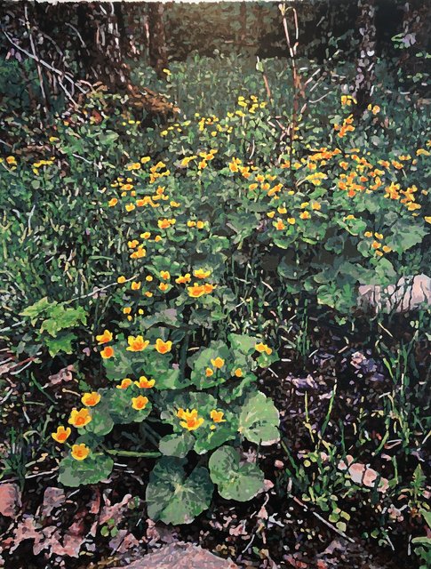 Caltha palustris