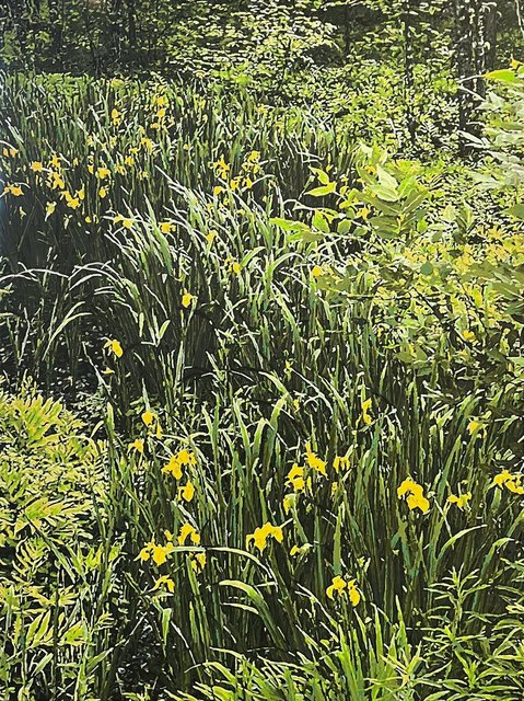 Terry Brynaert - Le marais de Geoffrey