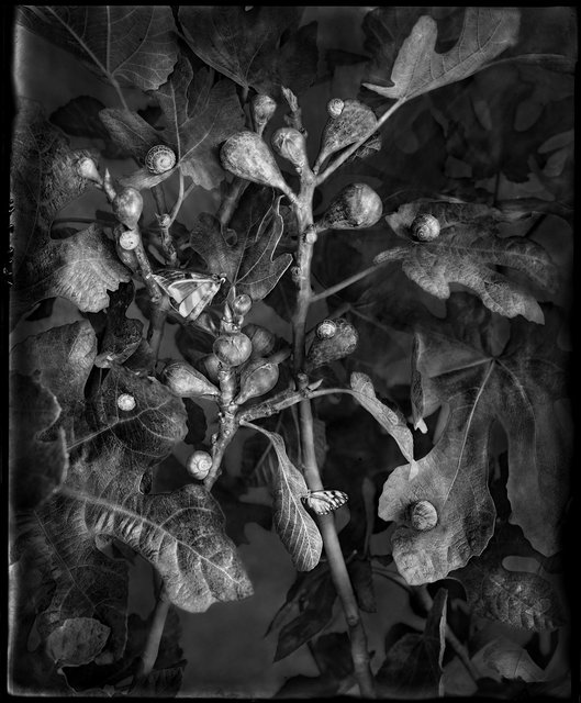 LewisSmith_Figs_photograph_2021_44X53Edof10_30X36Edof10_16X19Edof10.jpg