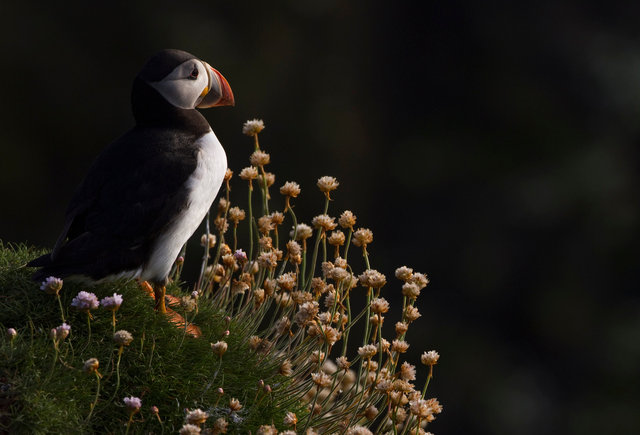 Puffin