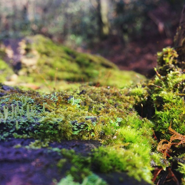 Photo 12-26-15, 1 30 15 PM (1).jpg