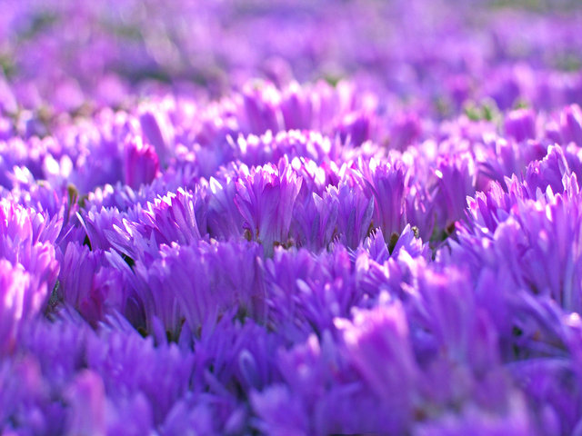 0059_Purple Flowers 2.tif