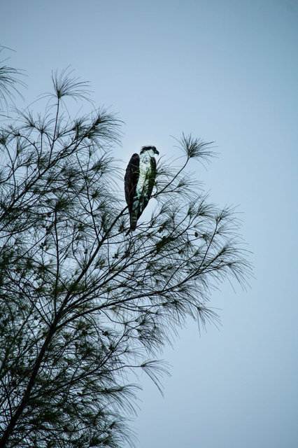 IMG_7768.JPG