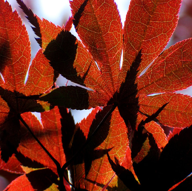 0148_Red Leaves 5.IMG_4183.JPG