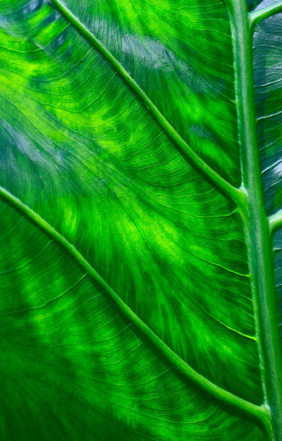 0129_Green Leave Close up.JPG