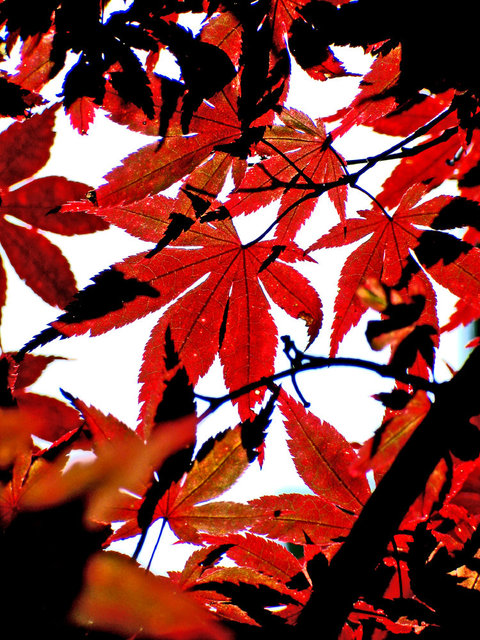 0145_Red Leaves 2.JPG