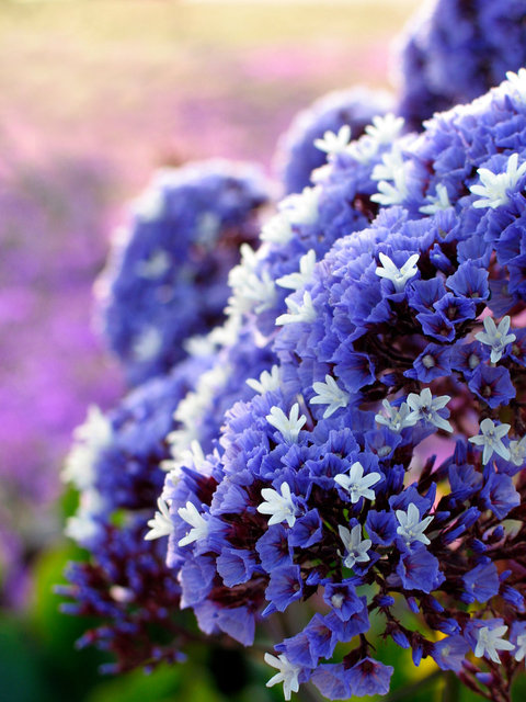 0060_Purple Flowers.tif