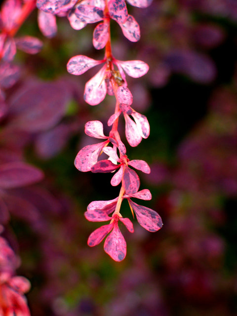 0057_Pink Leaves2.tif