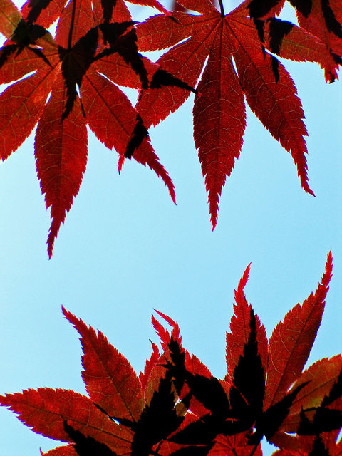 0144_Red Leaves 1.JPG