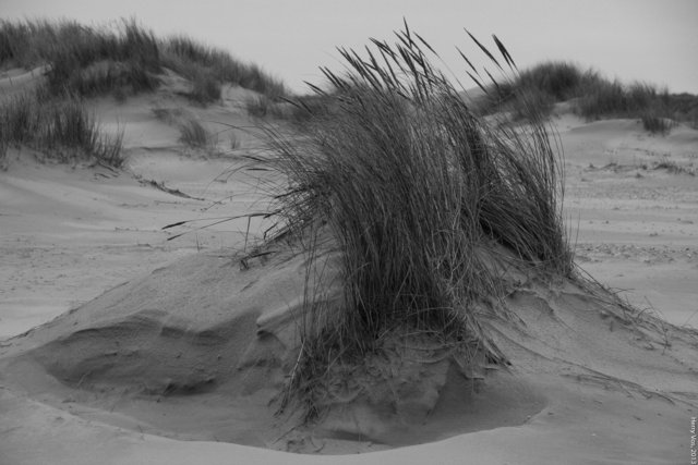 Schiermonnikoog