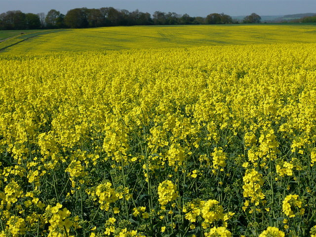 Rape Flowers near Bramfield (3) VB.JPG