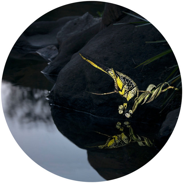 Tondo #4, Projection - Regent Honeyeater from 'The Birds of Australia: in seven volumes', John Gould, 1848, 2016 Nicole Welch