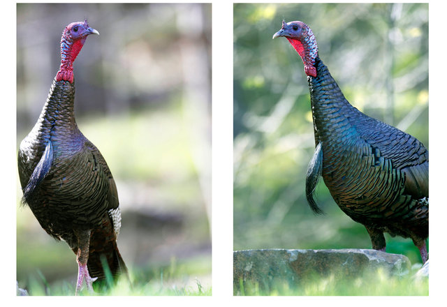 Eastern Wild Turkey, Spring, Ohio