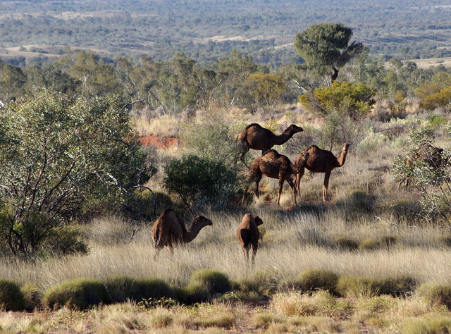 Camels near Gosses Bluff (4) VB.JPG