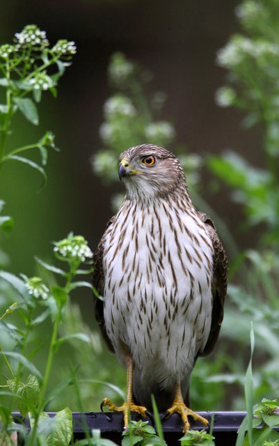 Cooper's Hawk, Ohio