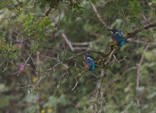 Newly fledged kingfishers