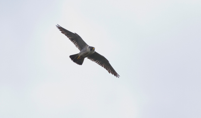 Peregrine falcon
