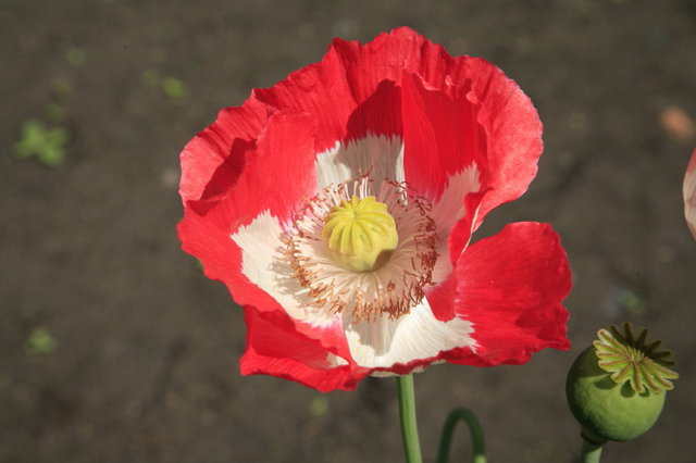 papaver