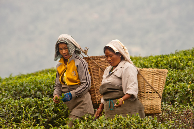 Tea Pickers, Darjeeling, India