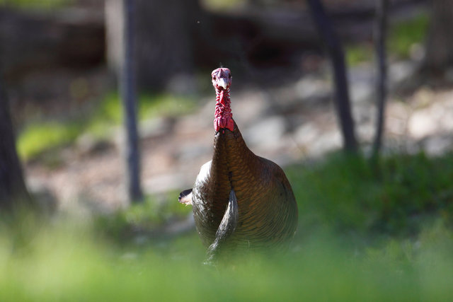 Eastern Wild Turkey, Spring, Ohio