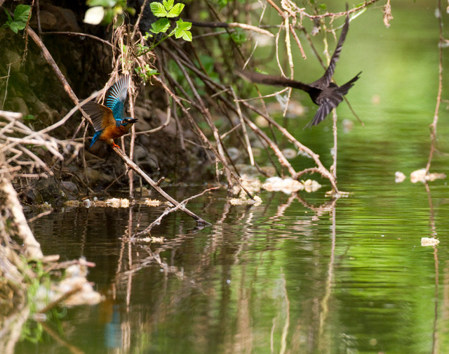 Kingfisher and blackbird