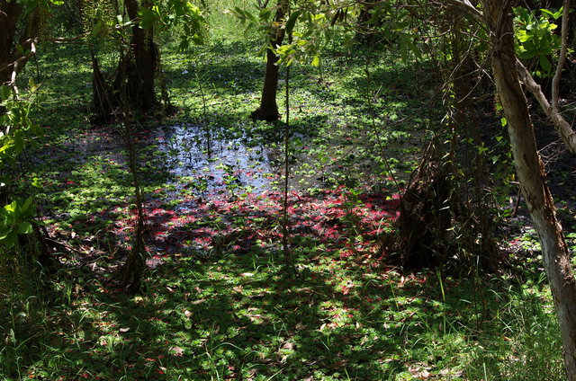 Fogg Dam Reserve (8) VB.JPG