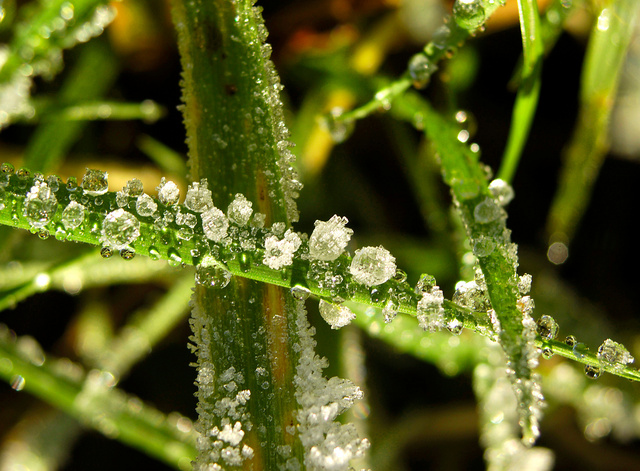 icy grass 1.jpg