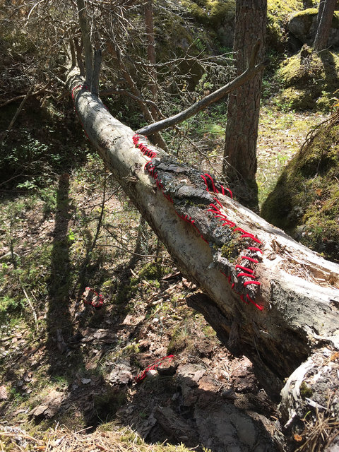 Mended fallen tree