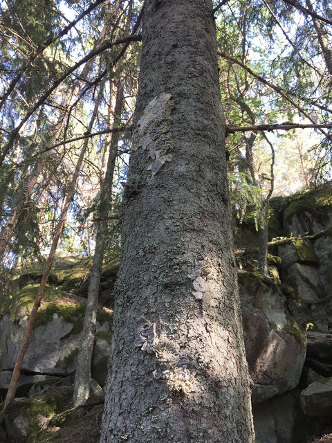 Symbiosis