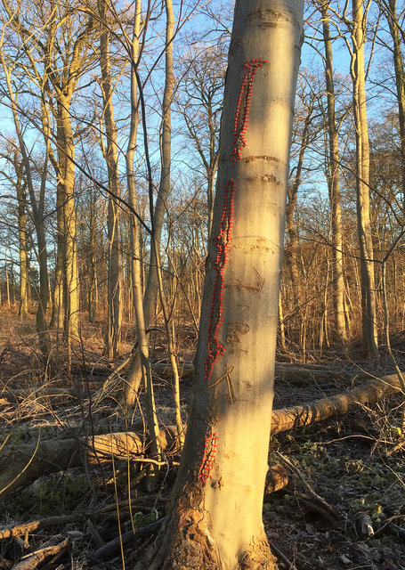 Mended tree, Skoven (DK)