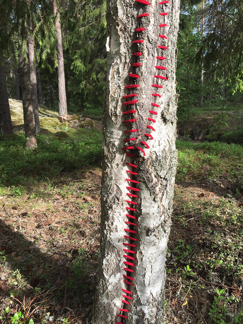 Mended birch
