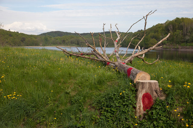 For the exhibition Gothenburg Green World mended dead tree with yarn. Mölndal, Sweden 2016.