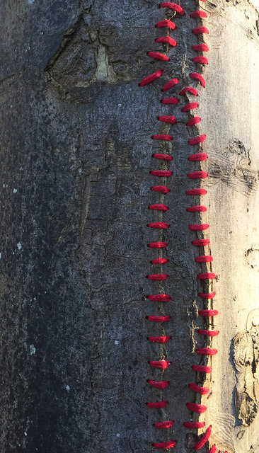 Mended tree, Skoven (DK)