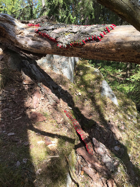 Mended fallen tree