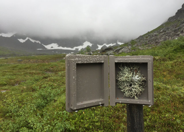 Cabinet of natural (Rauma) memories, 2017