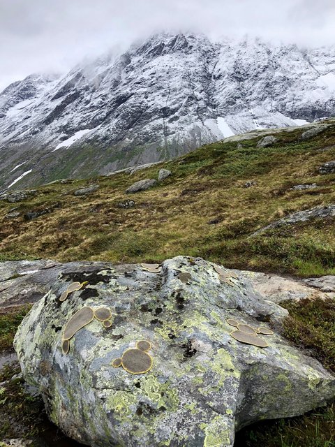 Symbiosis 2 Norway