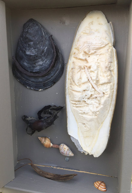 Cabinet of natural (Ameland) memories