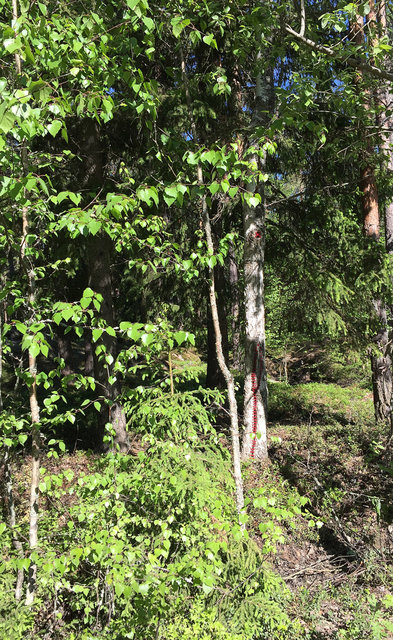 Mended birch