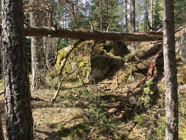 Mended fallen tree