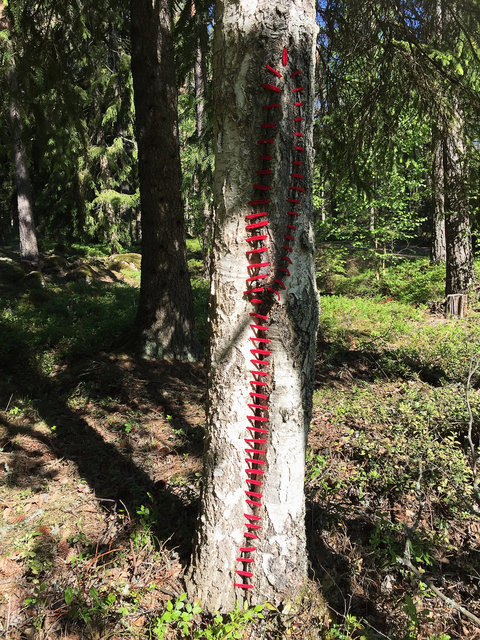 Mended birch