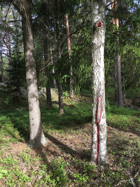 Mended birch