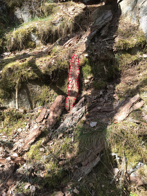 Mended fallen tree