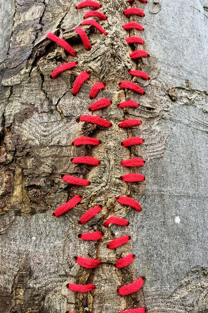 Mended tree, Skoven (DK)
