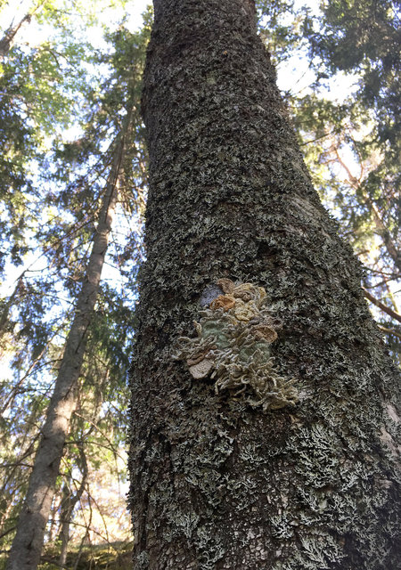 Symbiosis