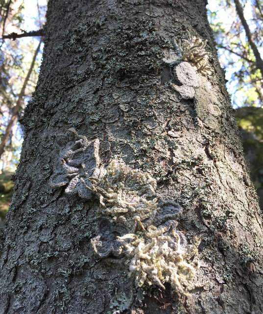 Symbiosis