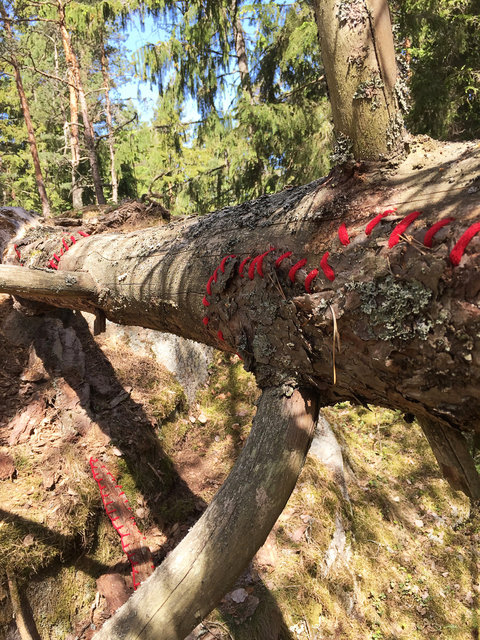 Mended fallen tree